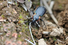 Carabus macleayi