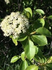 Viburnaceae