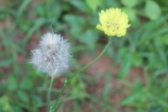 Pyrrhopappus carolinianus