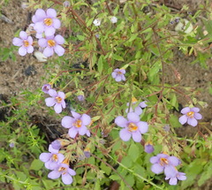 Chaenostoma campanulatum