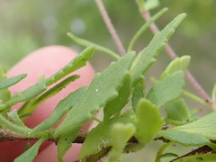 Chaenostoma campanulatum