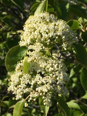 Viburnaceae