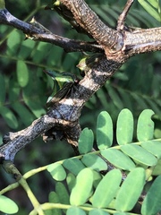 Umbonia