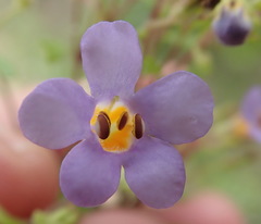 Chaenostoma campanulatum