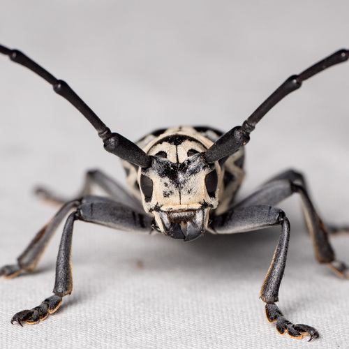 Cottonwood Borer photo 4