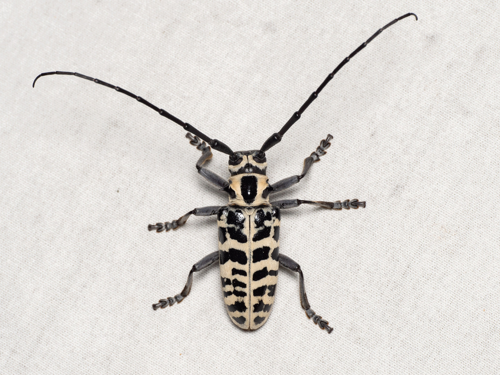 cottonwood borer