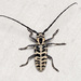 Cottonwood Borer - Photo (c) Justin Williams, some rights reserved (CC BY), uploaded by Justin Williams