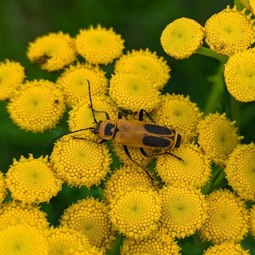 Goldenrod soldier beetle