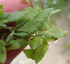 Chaenostoma campanulatum