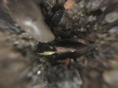 Agonum muelleri