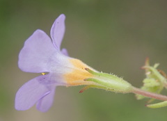 Chaenostoma campanulatum