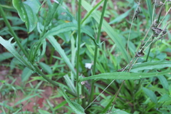 Pyrrhopappus carolinianus