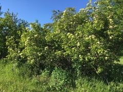 Viburnaceae