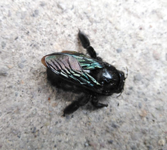 Xylocopa