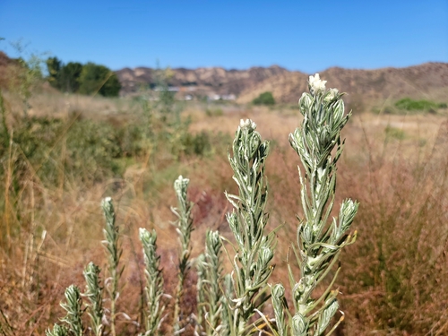 Image of White Rabbit-Tobacco (Pseudognaphalium leucocephalum) by (c) Daniel S., some rights reserved (CC BY)