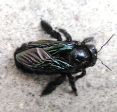 Xylocopa
