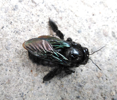 Xylocopa