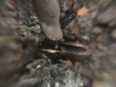 Agonum muelleri