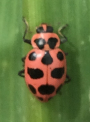 Coleomegilla maculata lengi