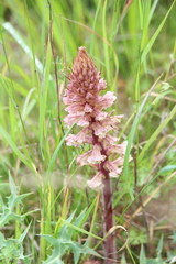 Orobanche amethystea