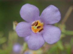 Chaenostoma campanulatum