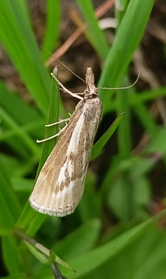 Catoptria petrificella