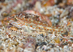 Redlight Goby photo 5