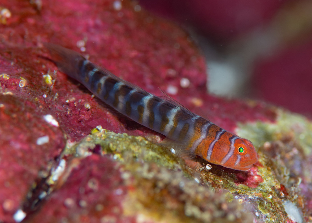 Broken-Back Cleaner-Goby