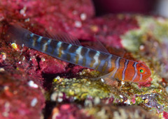 Broken-Back Cleaner-Goby photo 2