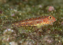 Redlight Goby photo 3