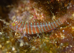 Spottedcheek Goby photo 1