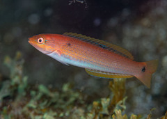 Chameleon Wrasse photo 1