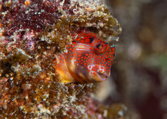 Barnaclebill Blenny photo 2