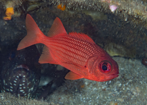 Myripristis leiognathus Valenciennes, 1846