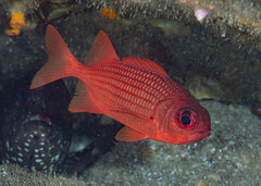 Panamic Soldierfish photo 1