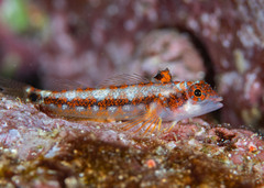 Fin-Spot Triplefin photo 2