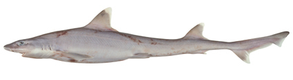 Sicklefin Hound Shark