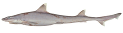 Sicklefin Hound Shark photo 1