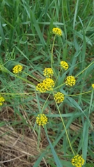 Lomatium triternatum