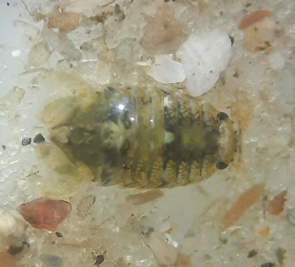 Isopod