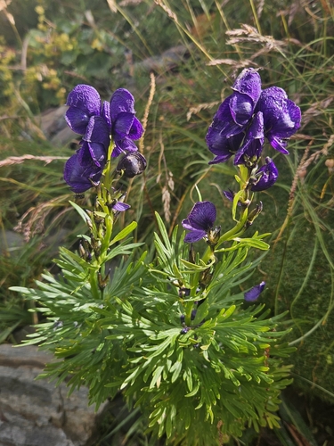Image of Aconitum tauricum by (c) Larissa Schatz, some rights reserved (CC BY)