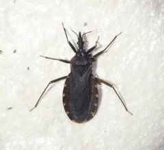 Triatoma