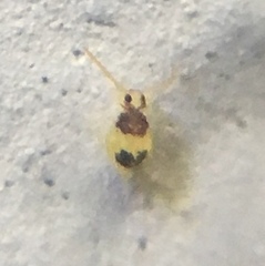 Deuterosminthurus bicinctus