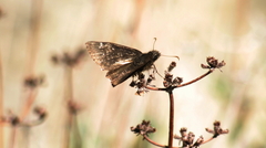 Erynnis propertius