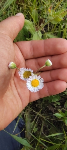 Philadelphia fleabane