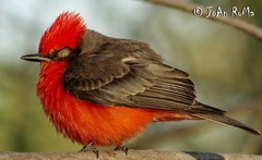 Pyrocephalus rubinus