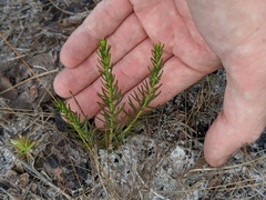 Euphorbia polyphylla
