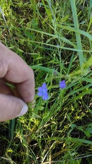 Triodanis leptocarpa