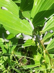 Phymatocera aterrima