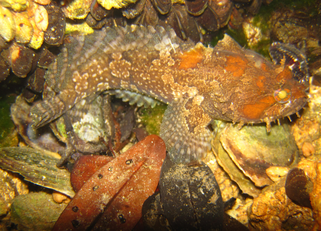 Gulf Toadfish